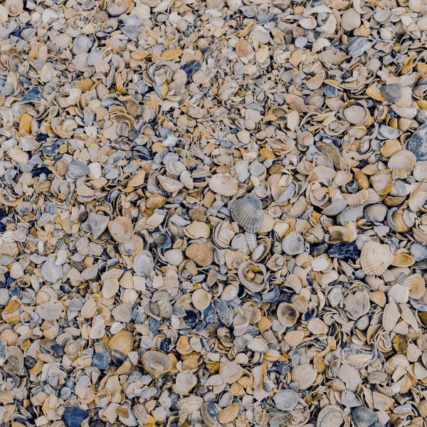 Shell aggregate adds a coastal touch to landscaping and construction projects.