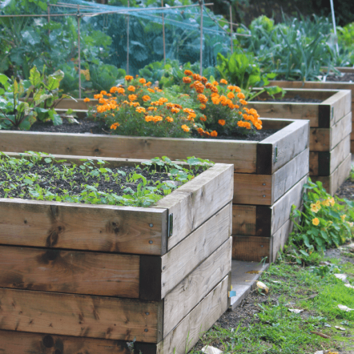Fill dirt is an excellent choice for creating raised garden beds. These beds are popular for growing vegetables, flowers, and herbs, especially in areas with poor soil quality or drainage issues.